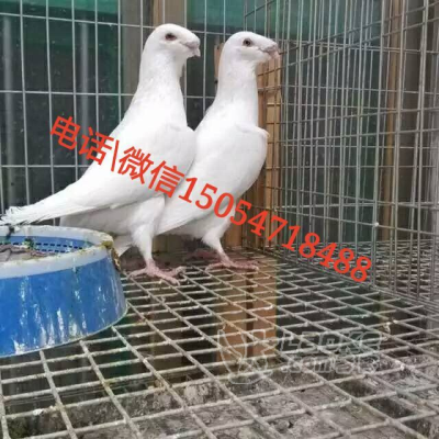 福建观赏鸽种鸽一对多少钱_2