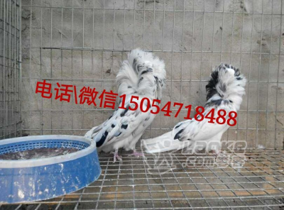 福建观赏鸽种鸽一对多少钱_5