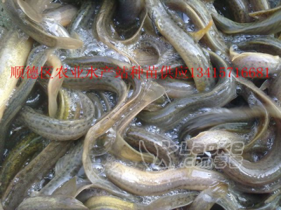 台湾泥鳅、台湾泥鳅苗、台湾泥鳅成品_0