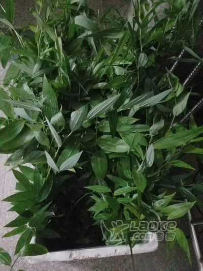 黄精中药材种植种苗大量批发_1