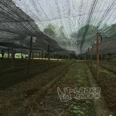 重楼中药材种植种苗块茎出售_3