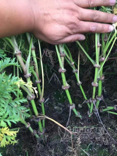 川芎中药材种植苓子大量出售中_2
