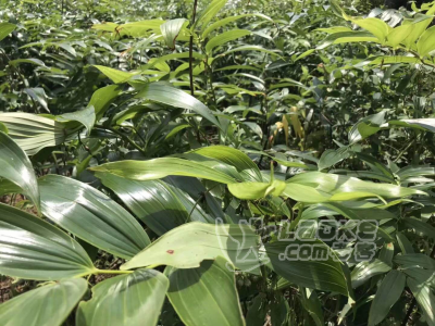 黄精中药材种植种苗块茎出售中_3