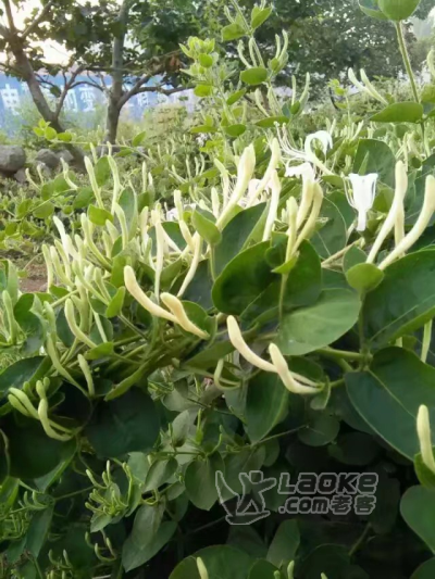 中药材种植金银花出售中_0