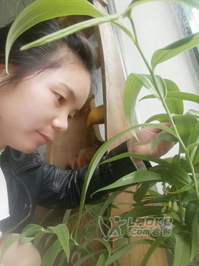 黄精种苗种植中质量有保证_0