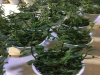 中药材种植铁皮石斛种苗出售中