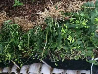 铁皮石斛中药材种植种苗出售中_1