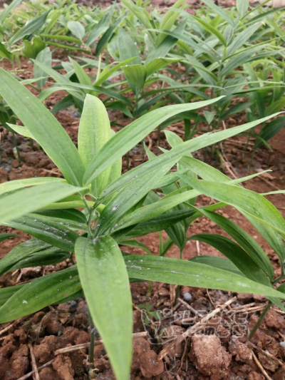 黄精种苗种植中种植技术有保证_0