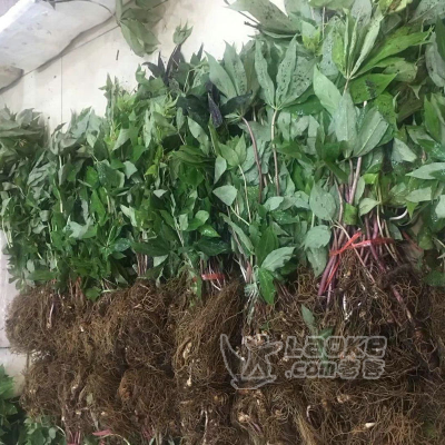 重楼中药材种植种苗块茎出售_0
