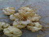 百合球茎大量批发质量有保证