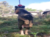 云南普洱景谷哪里有昆明犬卖狗场常年卖纯种昆明犬