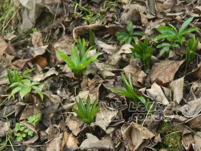 重楼中药材种植种苗大量批发_0