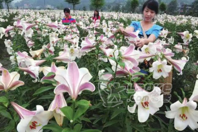 百合球茎中药材种植质量有保证_2