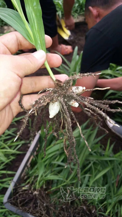 白芨中药材种苗大量批发中_0