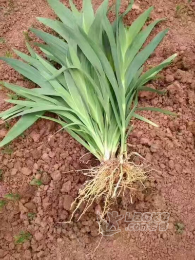 射干中药材种植种子种苗出售中_1