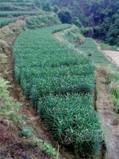 百合球茎中药材种植球茎大量热卖_1