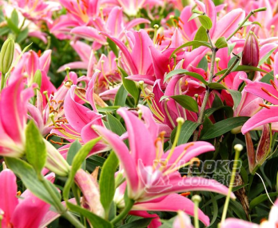 百合球茎中药材种植球茎大量热卖_2