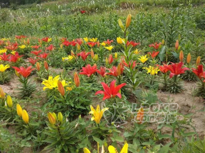 百合球茎中药材种植球茎大量热卖_4