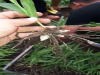 白芨中药材种植中质量杆杆的