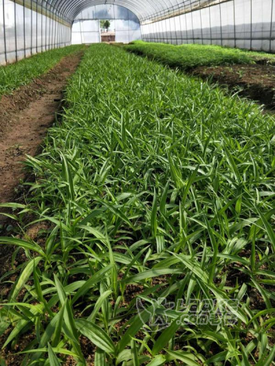 中药材种植就选云南道地紫花三叉小白芨_0