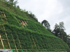 边坡绿化客土 喷播植草工艺河南景绣