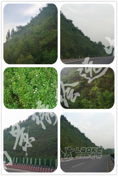 客土喷播绿化 矿山修复技术河南景绣_0