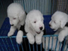 昆明嵩明卖狗狗的地方 嵩明纯种健康古代牧羊犬价格