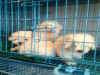 昆明嵩明卖狗 纯种健康疫苗齐全的贵宾犬价格