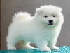 玉溪养犬基地在什么地方玉溪哪里卖纯种萨摩耶犬