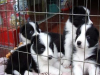 临沧买卖纯种边境牧羊犬临沧养犬基地在什么地方
