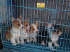 寻甸纯种柯基犬出售卖 寻甸周边买卖柯基犬价格