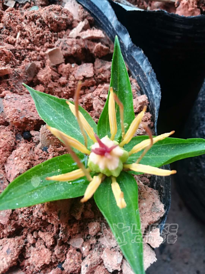 重楼中药材大量种植中种苗批发技术杆杆的_0