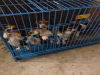 云南昆明本地纯种柯基犬出售狗场常年卖柯基犬