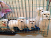 寻甸比熊犬什么地方寻甸狗场纯种比熊出售