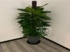 上海花卉植物租赁花卉植物租摆徐汇区徐家汇花卉租赁植物租摆