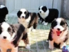 云南昆明呈贡哪里有边牧卖价格多少狗场边境牧羊犬常年有货