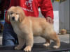 宜良哪里卖金毛犬宜良狗场金毛犬价格