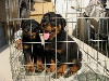昆明本地罗威纳犬出售卖狗场罗威纳犬价格