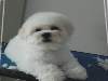 云南哪里有比熊犬昭通纯种比熊犬什么价格