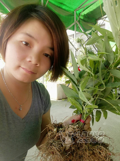 黄精中药材种植种苗大批量出售中_2