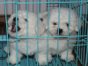 昆明西山区比熊犬买价西山区纯种比熊犬出售