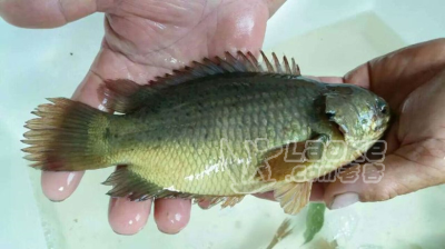 硬头鱼攀鲈鱼苗三毛鱼苗海南婆鱼苗过山鲫鱼双鳗鱼西兵鱼苗_0