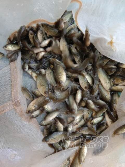 硬头鱼攀鲈鱼苗三毛鱼苗海南婆鱼苗过山鲫鱼双鳗鱼西兵鱼苗_2