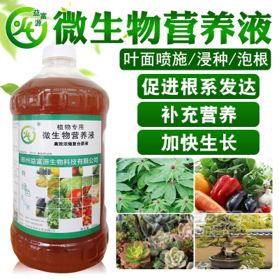 生姜新叶扭曲是什么原因？用益富源微生物营养液抗病吗？_0