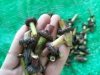 川芎大量种植中川芎苓子批发