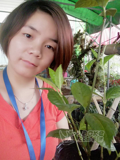 草珊瑚种植管理种苗批发_0