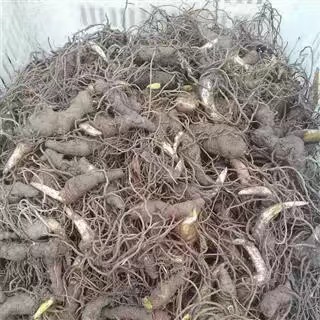 重楼种植基地重楼种植前景不错_0