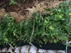 铁皮石斛种苗大量种植中