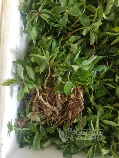 重楼种苗大量种植中重楼种植技术_0