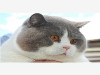 缅因猫价格要上哪买比较好 缅因猫